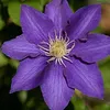 3 x Clematis Kletterplanzen Mix (3 Pflanzen): 3 kaufen/2 Produktbild-Vorschau 5