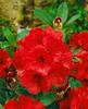 Rhododendron Hybr. 'Red Jack', rot, 40–50 cm Produktbild-Vorschau 4