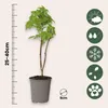 Framboisier - Set de 3 - Rubus idaeus 'Fallgold' - Hauteur Voir les images du produit 2