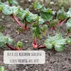 Roter Rhabarber Samen (Rheum rhabarbarum) - Nährstoffreiche Produktbild-Vorschau 2