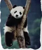 Panda Bär - Bettwäsche-Set, Pandabär 135x200 & 80x80 Produktbild-Vorschau 2
