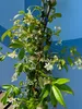 A climbing plant with white flowers against a blue background. Náhled obrázku produktu