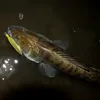 Hybrida Zanderkönig 2.0 UV-Zander Wobbler Produktbild-Vorschau 3