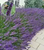 BALDUR Garten 6x Lavendel 'Phenomenal®' Duftlavendel, Produktbild-Vorschau 1