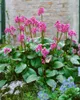 Bergenia cordifolia, Riesensteinbrech, rosa Blüten, ca. Produktbild-Vorschau 5