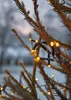 Star Trading LED Lichterkette Golden 5.6 m, Leichte Produktbild-Vorschau 20