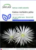 SAFLAX - kaktus mořského ježka - Echinopsis mirabilis - 40 Náhled obrázku produktu 1