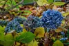 Herbstdünger Universal Kalium Phospor Spezialdünger Gemüse Produktbild-Vorschau 2