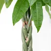 Bloomique - Pachira Aquatica - Glückskastanie - Produktbild-Vorschau 3