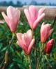 Magnolia soulangiana 'Heaven Scent', Magnolie, rosa Blüten, Produktbild-Vorschau 12