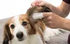 Vet's Best Oorreiniger met vingertoppen, 50 stuks. Productafbeelding-voorbeeld 12