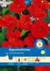 Artikelbild 1 von 'Kapuzinerkresse Scharlachjuwel' aus der Kategorie Kapuzinerkressesamen Produktbild-Vorschau
