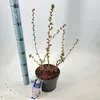 Prunus tomentosa - Filzkirsche | 35-40 cm im Topf Produktbild-Vorschau 2