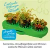 A set of three carnivorous plants in a green planting tray, with text overlays describing them as exotic plants for the windowsill. Náhľad obrázku produktu