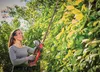 Einhell Taille-haies sans fil 2.65 kg Voir les images du produit 2