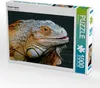 CALVENDO Puzzle Grüner Leguan | 1000 Teile Lege-Größe Produktbild-Vorschau 1