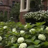 Hortensie Hydrangea Endless Summer The Bride 8er Set - Produktbild-Vorschau 5