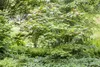 Acer palmatum 'Osakazuki', Japanischer Ahorn, leuchtend Produktbild-Vorschau 5