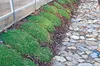 Stauden Gänge 100 x Sagina subulata - Sternmoos - Weiche Produktbild-Vorschau 7
