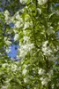 Staphylea colchica, Kolchische Pimpernuss, 60–80 cm Produktbild-Vorschau 1
