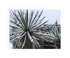 10x Yucca faxoniana Faxon Yucca Garten Pflanzen - Samen Produktbild-Vorschau 6