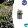 Lavande blanche de Provence - Lavandula intermedia Voir les images du produit 1