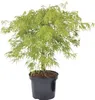 Japanischer Schlitzahorn FloraSelf Acer palmatum dissectum Produktbild-Vorschau 1