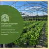 Meine Orangerie Orangenbaum Mezzo - echte Orange - Produktbild-Vorschau 4