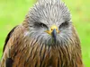 CALVENDO Puzzle Adler | 1000 Teile Lege-Größe 64x48cm Produktbild-Vorschau 3