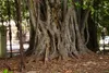 SAFLAX Anzucht Set - Bengalische Würgefeige - Ficus Produktbild-Vorschau 6