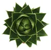 Aloe "Cosmo" - gu?ovitá aloe - 12cm kvetiná? - sukulentná Náhľad obrázku produktu 3