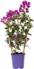 Bugenwilla - Bougainvillea 'Alexandra' - Wysokość 50-60cm - Podgląd zdjęcia produktu 1