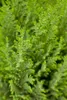 Chamaecyparis lawsoniana 'Ellwoodii', Blaue Scheinzypresse, Produktbild-Vorschau 5