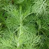 6 piante di Eberraute (Artemisia abrotanum) | Vaso da 9x9 Anteprima dell’immagine prodotto 2