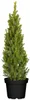 Zuckerhutfichte Conica 60-70 cm, im Topf - Picea glauca, Produktbild-Vorschau 1