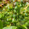 A close-up view of unripe blueberries on a branch, with water droplets visible on the leaves and berries. Produktbild-Vorschau