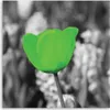 Leinwandbild grüne tulpe in einer wiese 40x40 cm Feeby grün Produktbild-Vorschau 3