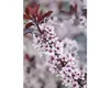 Zwerg-Blutpflaume FloraSelf Prunus cistena H 60-80 cm Co 6 Produktbild-Vorschau 1