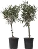 Two potted olive trees against a white background. Produktbild-Vorschau
