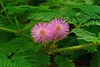 SAFLAX - Skutečná mimóza - Mimosa pudica - 70 Semena Náhled obrázku produktu 7