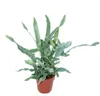 Kapradina zlatá "Modrá hvězda", Phlebodium aureum, 12cm Náhled obrázku produktu 1