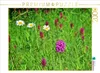 CALVENDO Puzzle Pyramiden-Orchis in bunter Gesellschaft Produktbild-Vorschau 1