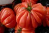 SAFLAX  - Tomate Costoluto Genovese - 10 graines - Voir les images du produit 4