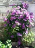 A potted clematis plant with purple and white flowers climbing a textured stone wall. Anteprima dell’immagine prodotto