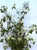 Japanischer Etagen - Schneeball 'Viburnum Mariesii' Produktbild-Vorschau 3