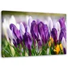 Leinwandbild wiese mit krokussen 90x60 cm Feeby lila Produktbild-Vorschau 1