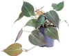 Philodendron Micans Baumfreund Ø12cm 25cm samtige Produktbild-Vorschau 1