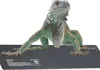 An iguana is posing on a black heat mat. Anteprima dell’immagine prodotto