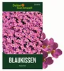 Blaukissen Rosa-rot Samen - Aubrieta deltoides - Produktbild-Vorschau 1