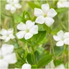 Plants by Frank | 24 Weißes Immergrün Pflanzen | Vinca Produktbild-Vorschau 3